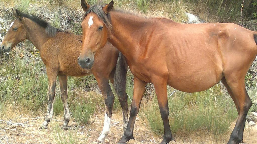Abrigo Da Geira House Διαμέρισμα Campo do Geres Εξωτερικό φωτογραφία